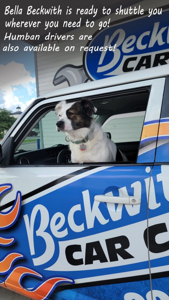 The Beckwith pup Bella is poised and ready to give you a shuttle ride wherever you need to go. Of course, we also have human drivers available on request.